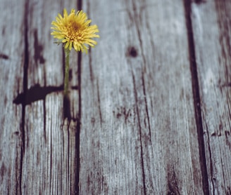 blooming yellow gerbera daisy flower on gray plank