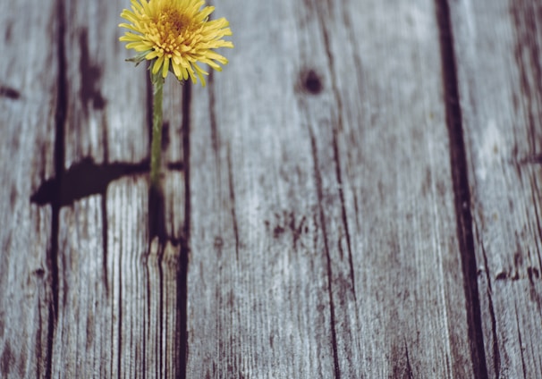blooming yellow gerbera daisy flower on gray plank