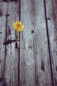 blooming yellow gerbera daisy flower on gray plank
