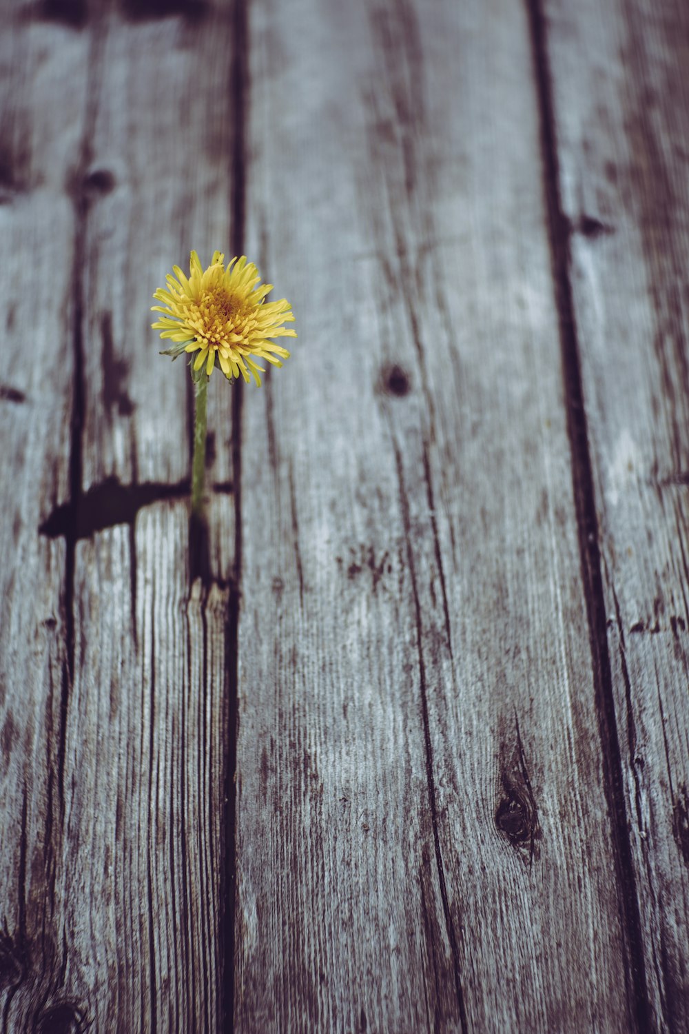 灰色の板に咲く黄色のガーベラデイジーの花