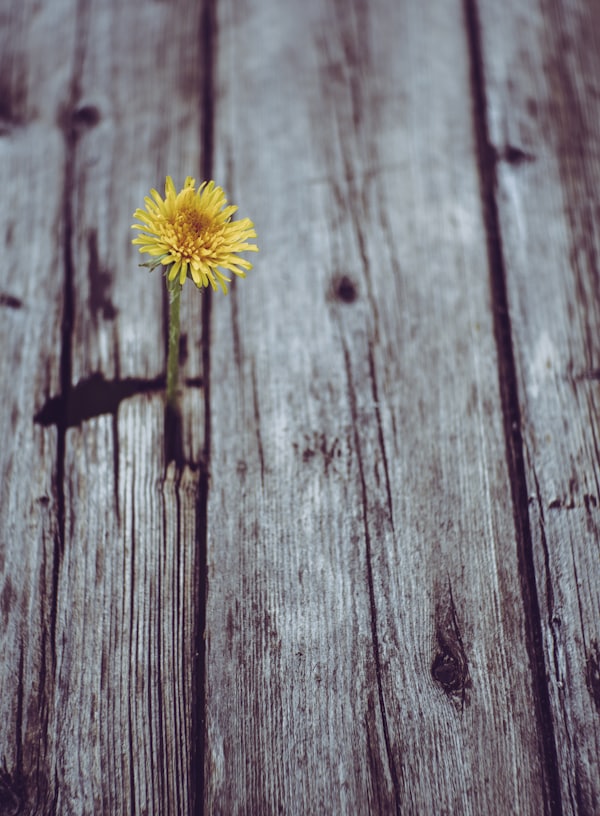 blooming yellow gerbera daisy flower on gray plank