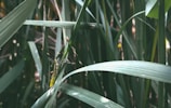 A close-up of an insect perched on long, green leaves in a dense thicket. The leaves crisscross each other with varying shades of green, creating a natural lattice. The insect has elongated legs and is highlighted against the vertical patterns of the foliage.