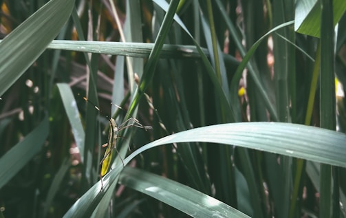 A close-up of an insect perched on long, green leaves in a dense thicket. The leaves crisscross each other with varying shades of green, creating a natural lattice. The insect has elongated legs and is highlighted against the vertical patterns of the foliage.