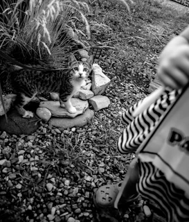 A curious kitten wearing a tiny, comfortable shirt with bright colors, exploring a garden