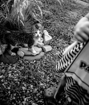 A curious kitten stands on a stone pathway, surrounded by tall grass and rocks. The gravel and grass create a natural environment. Part of a person is visible in the foreground, wearing striped clothing and sandals.