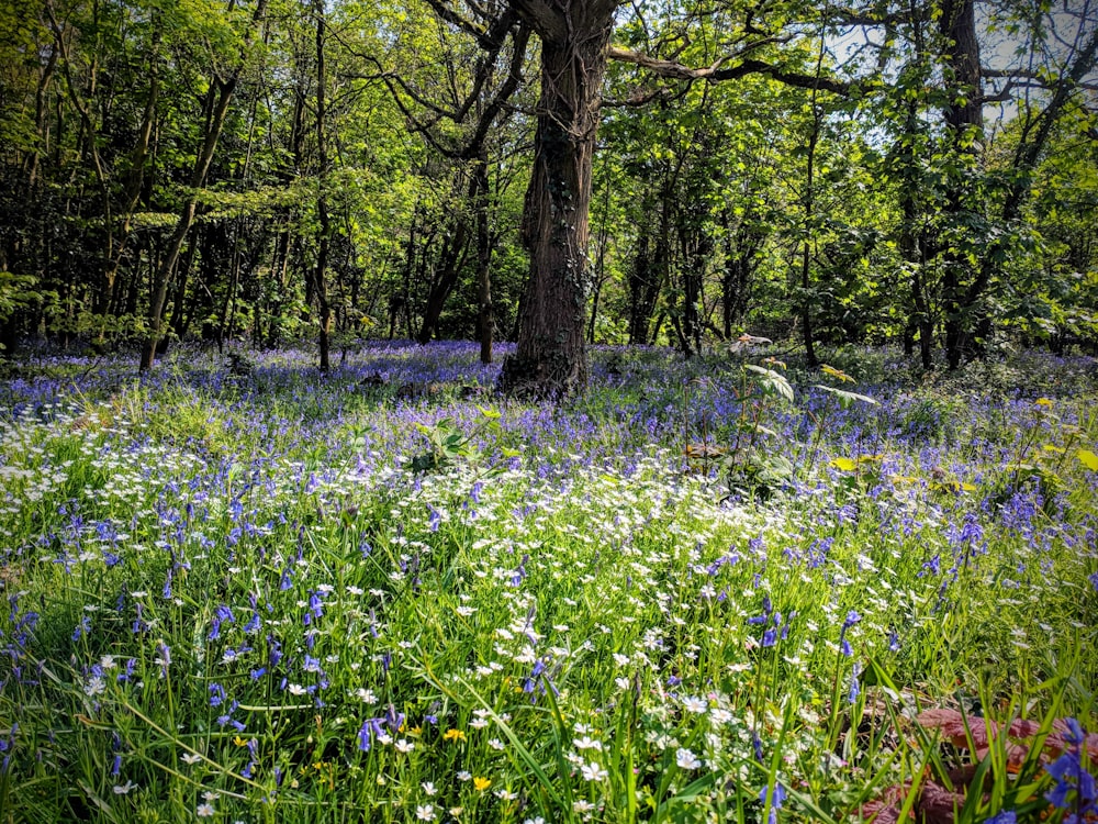 a forest filled with lots of blue and white flowers