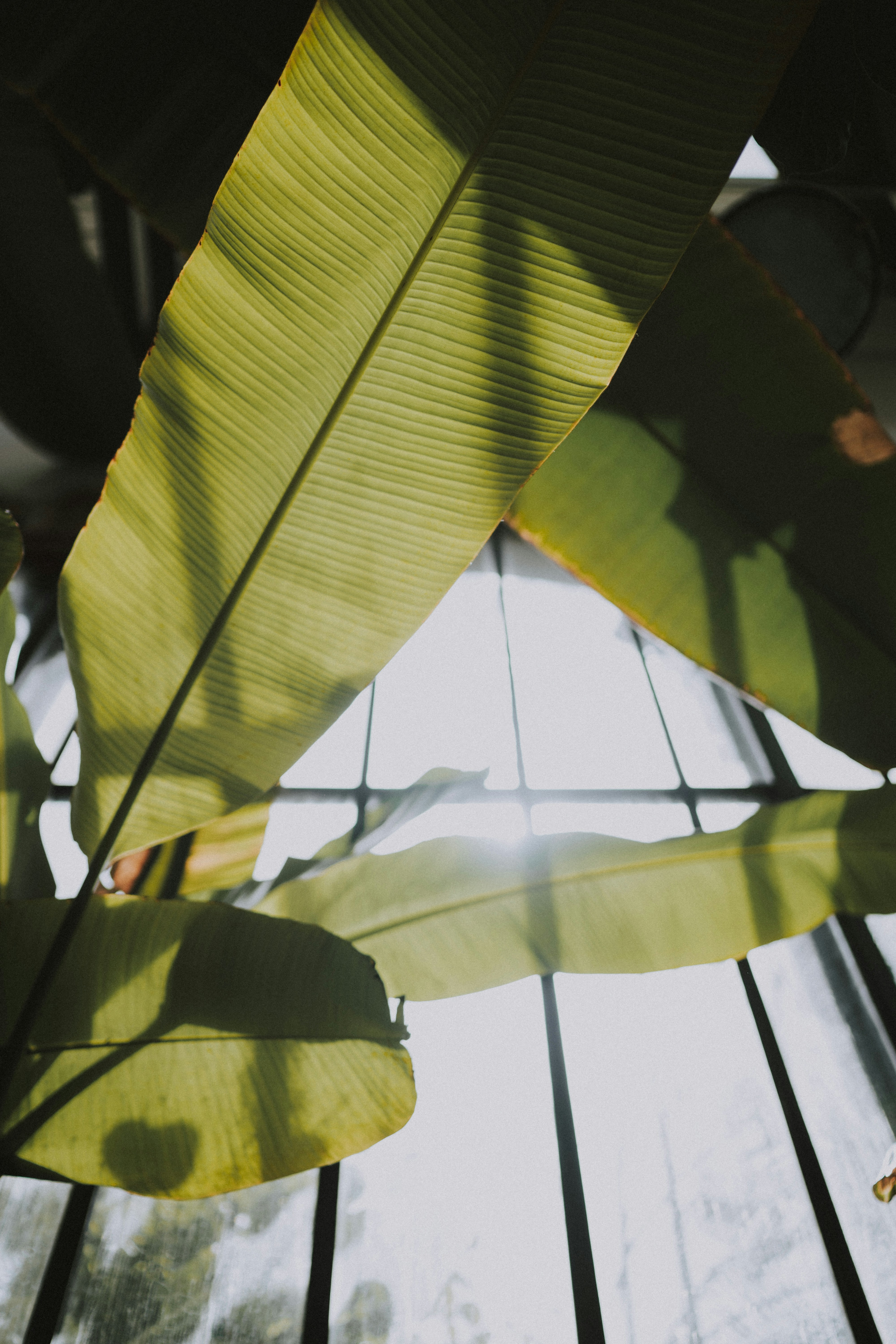 Green leaves near window grills photo Free Leaf Image on Unsplash