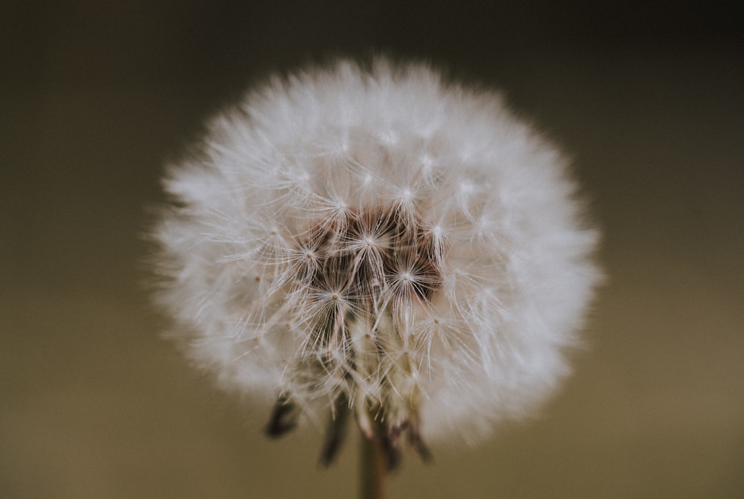 selective focus photography of white dandelion
