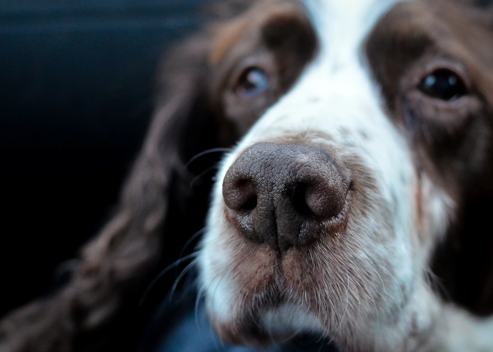 White and brown dog looking up at the camera