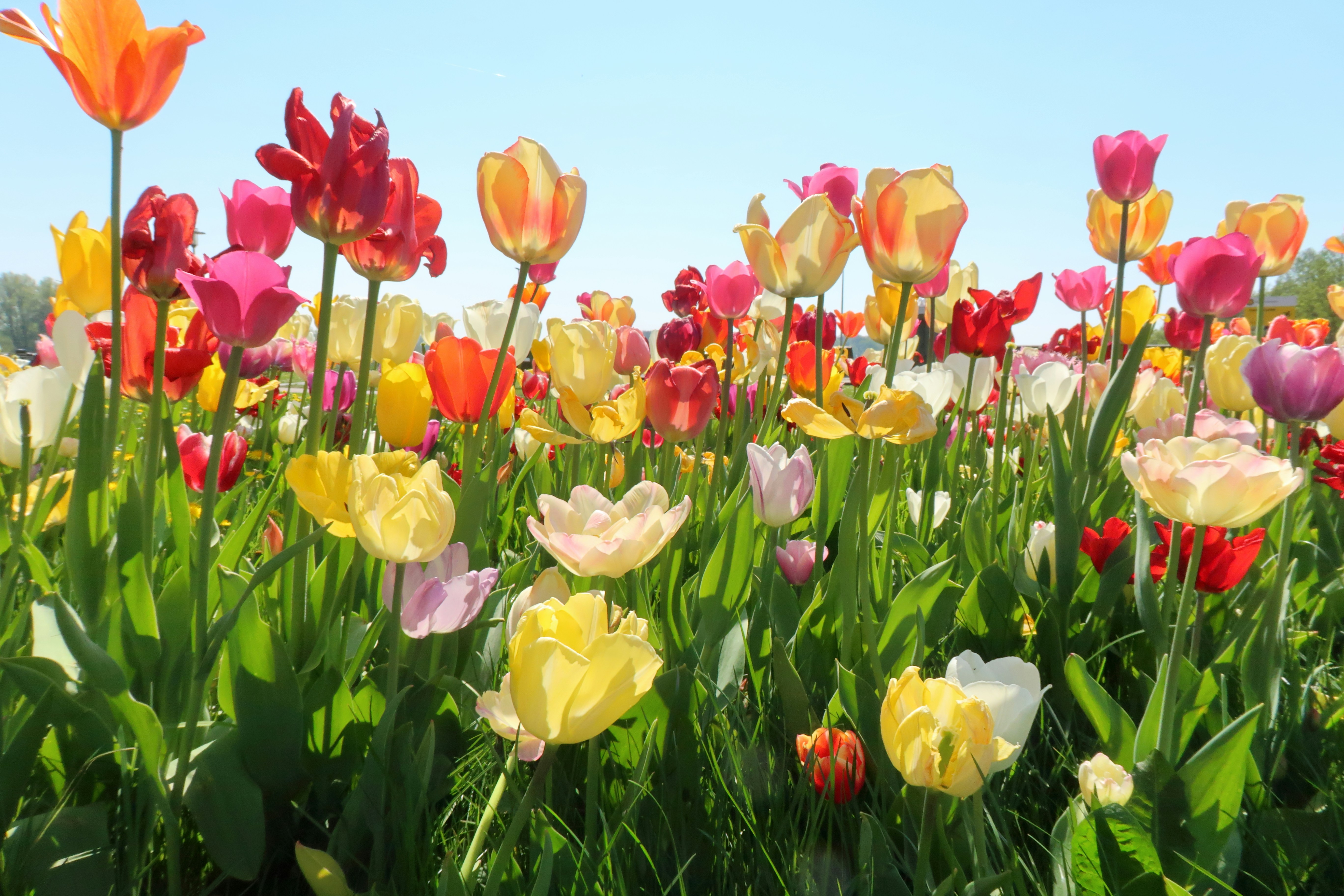 Un champ de tulipes colorées avec un ciel bleu en arrière-plan