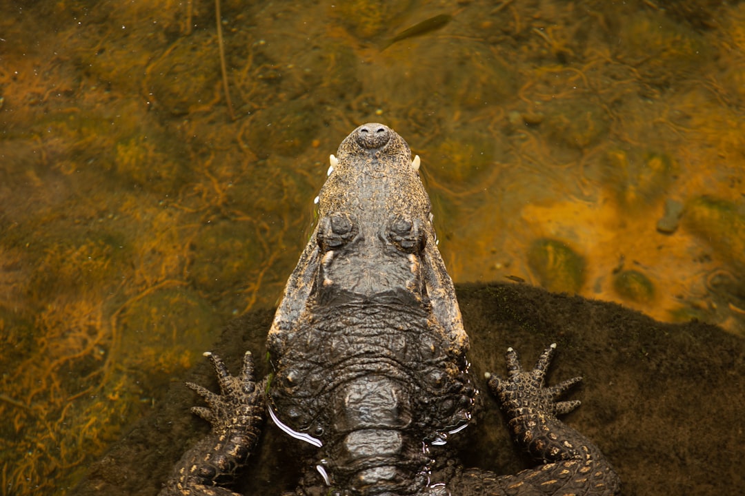 A dwarf crocodile rests on a rock. 