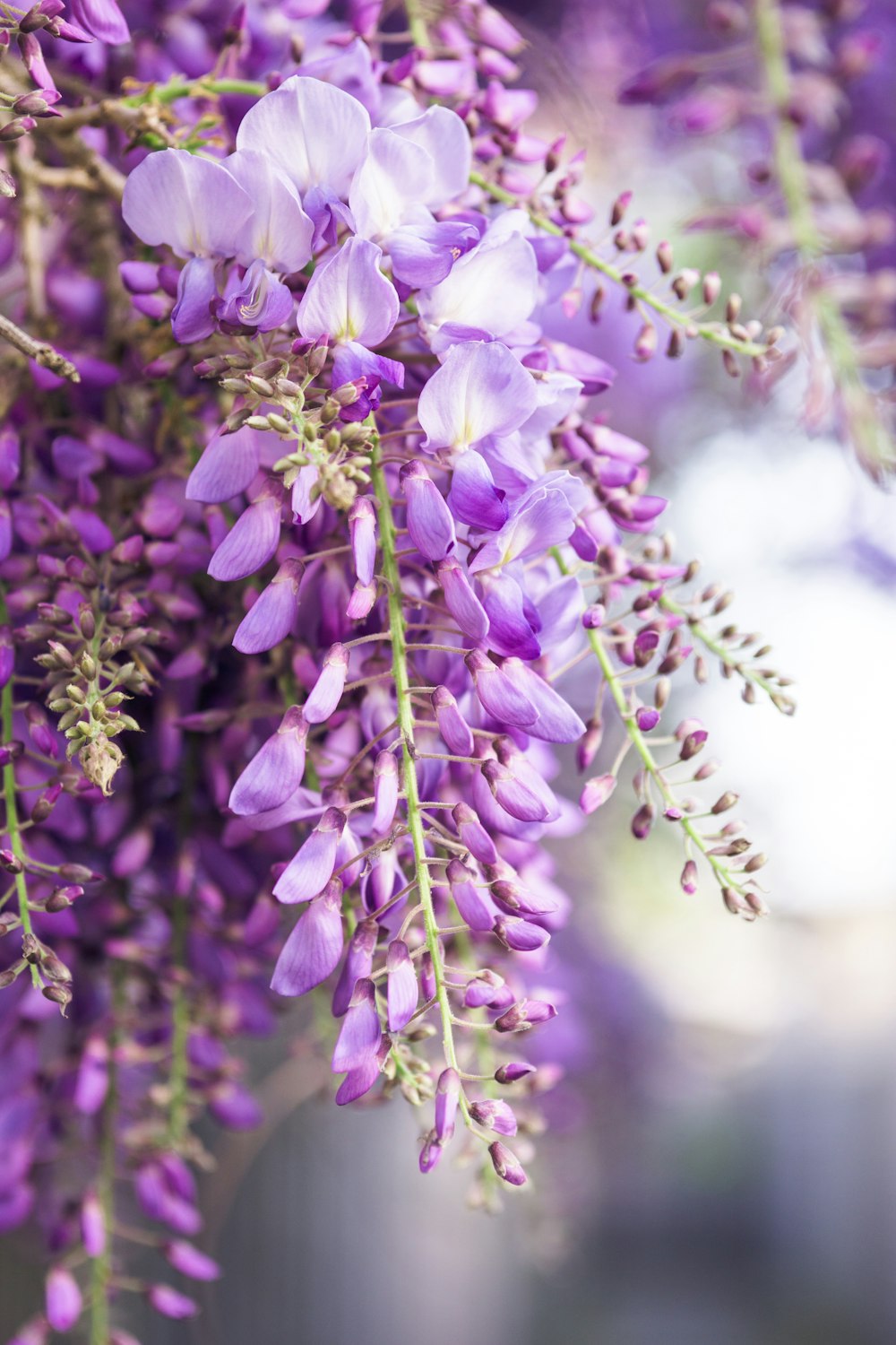 Fotografia com foco seletivo de flores de glicínia durante o dia