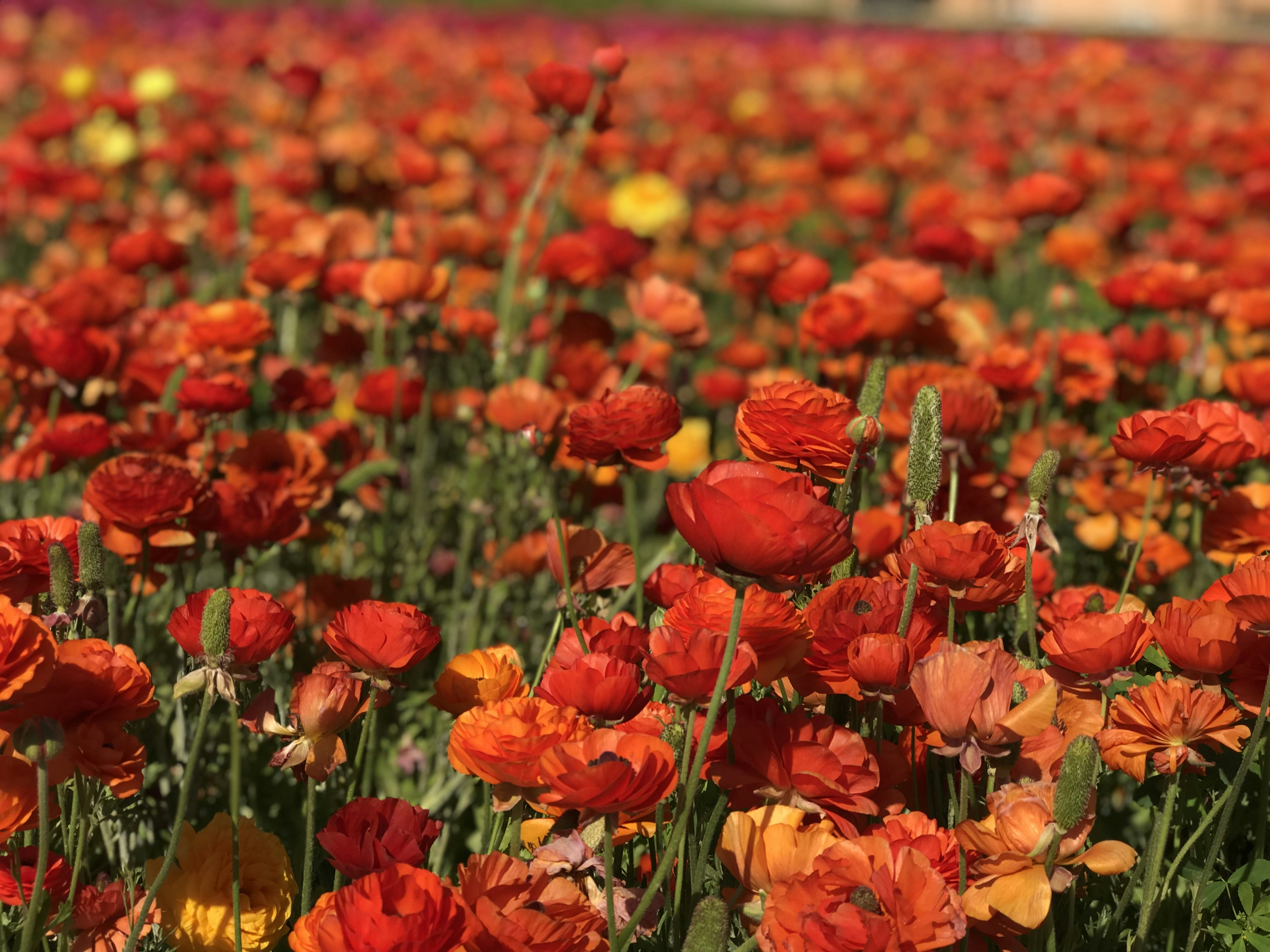 Photo by imanokperson