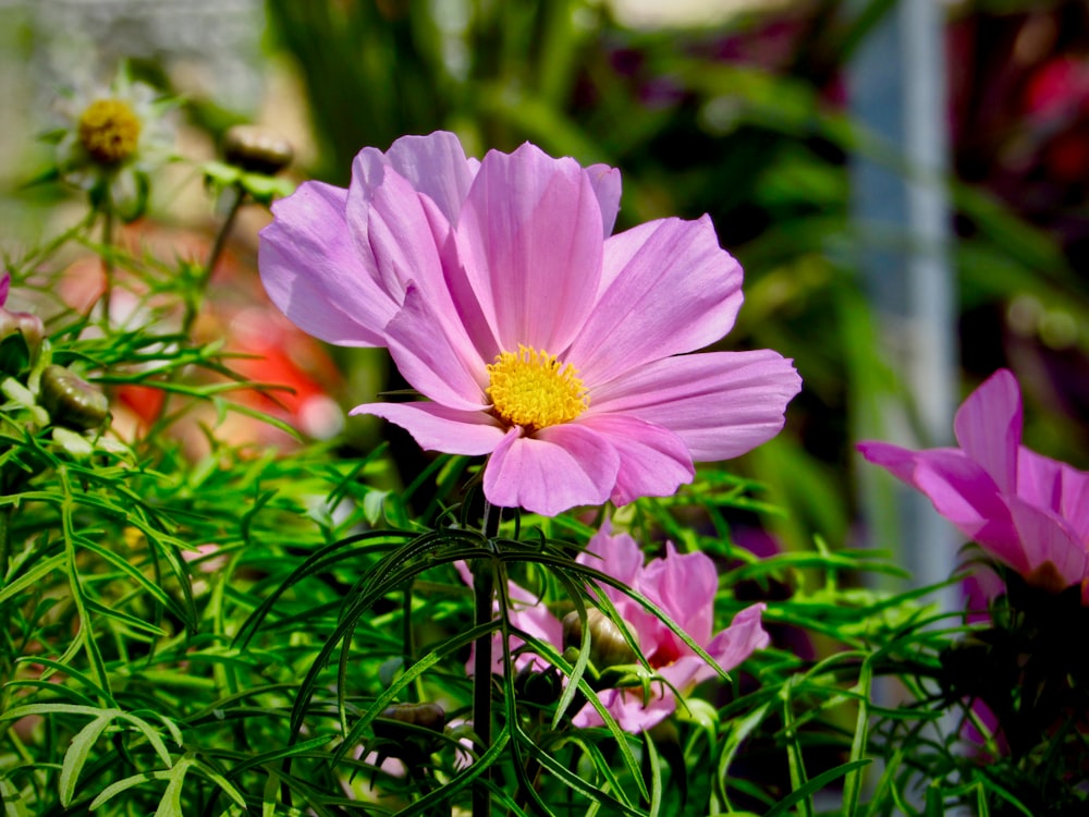 pink petaled flower