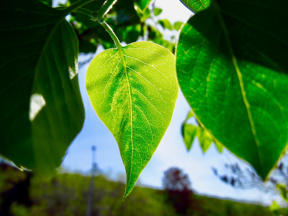 macro photography of green leaf plant