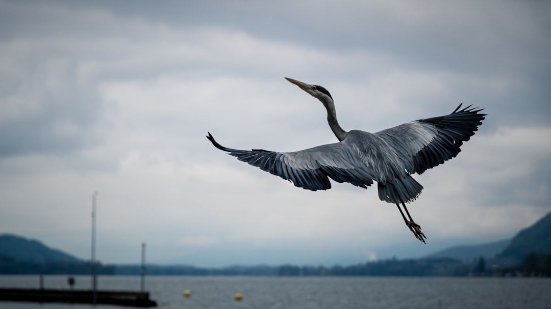  grey and black bird flying over sea stork