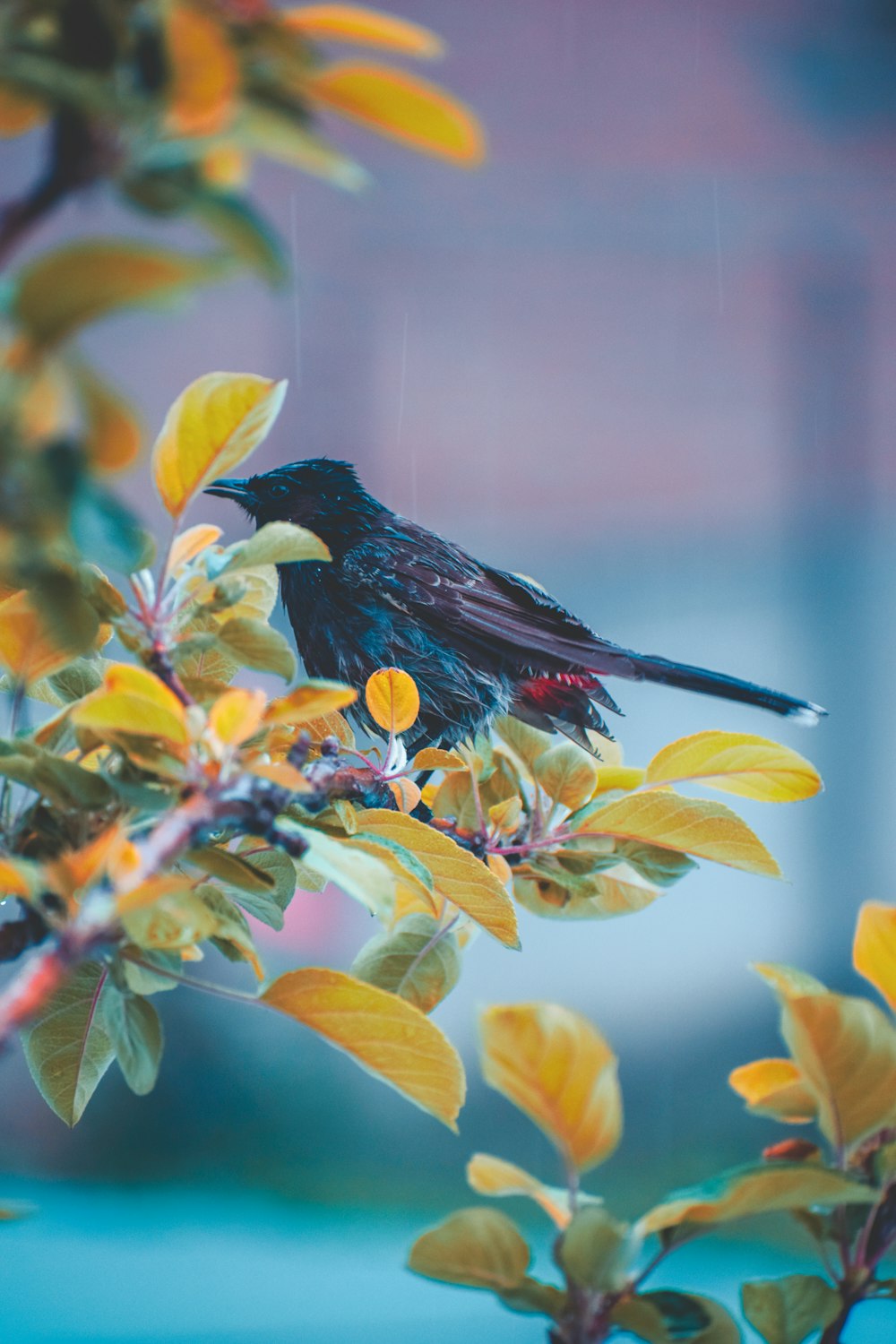 black and blue bird on tree branch