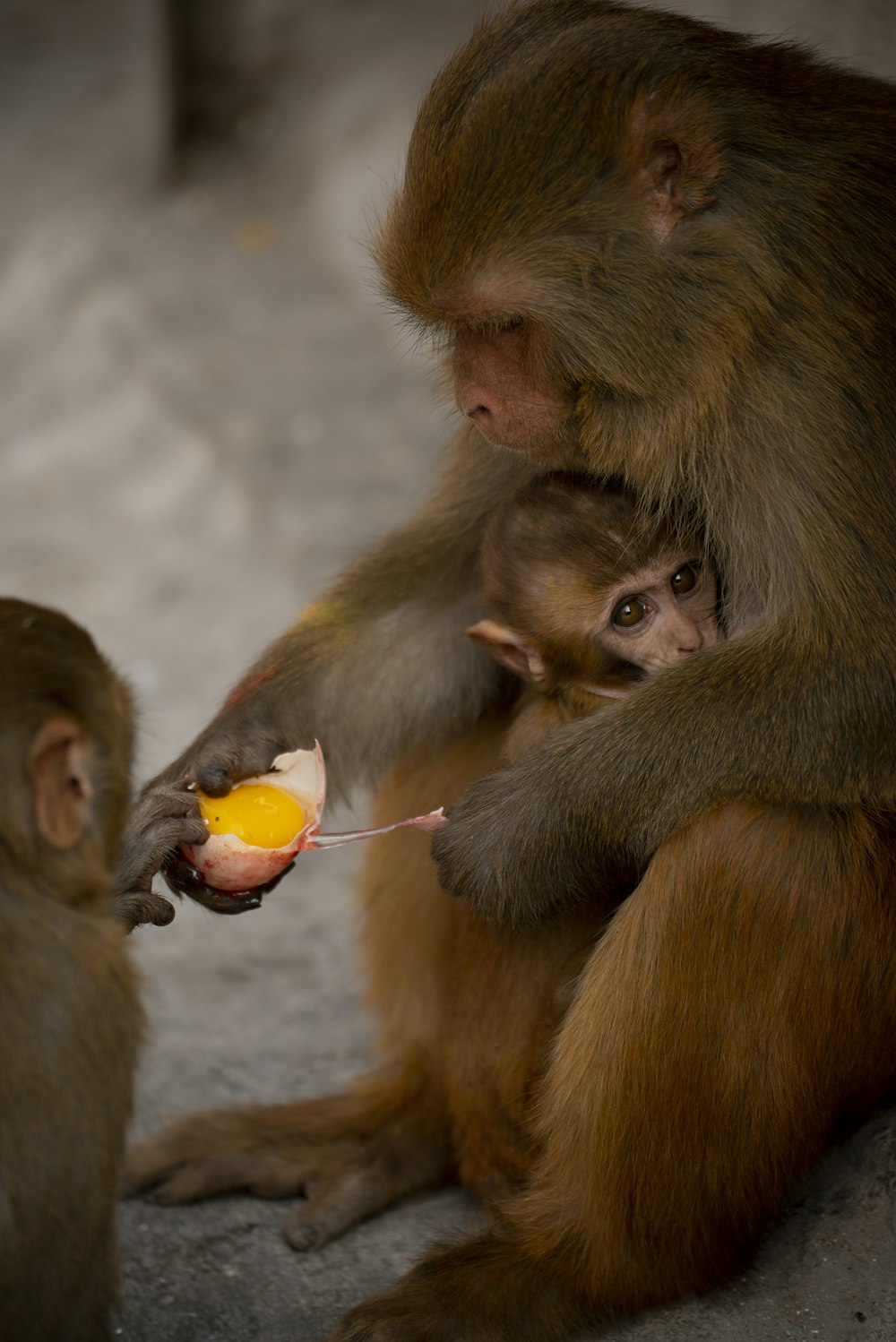 Singe macaque brun