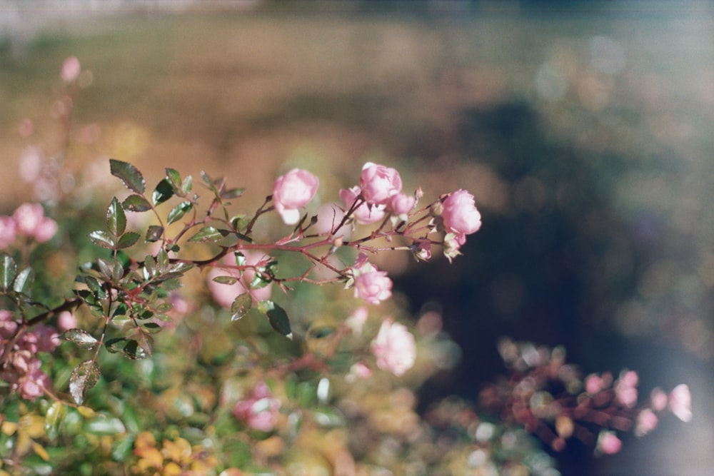 fleurs aux pétales roses