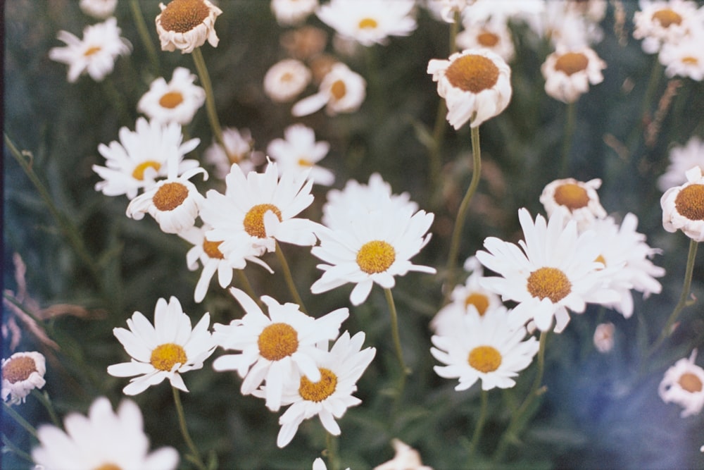 selective focus photo of aster flowers