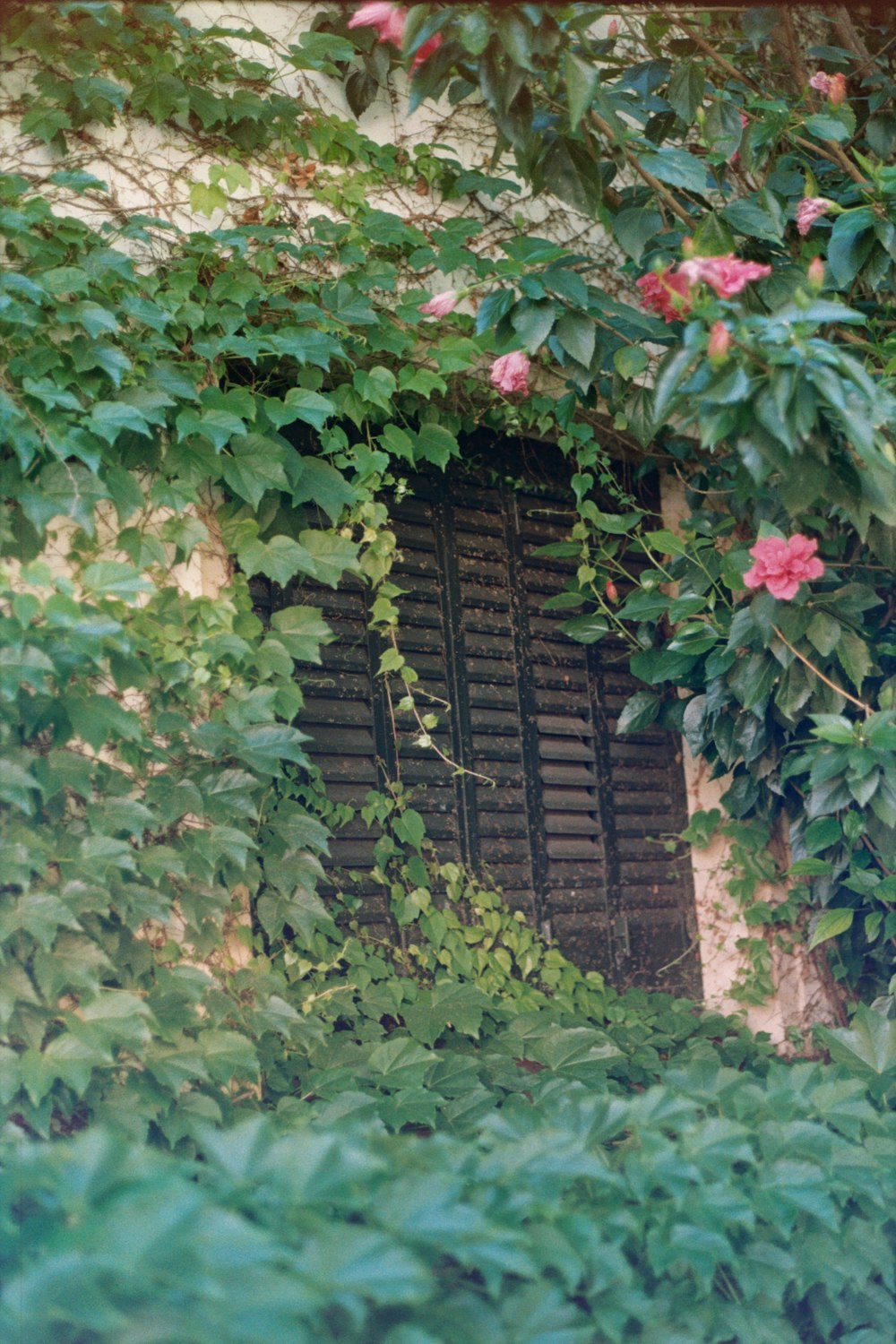 black wooden louver door window