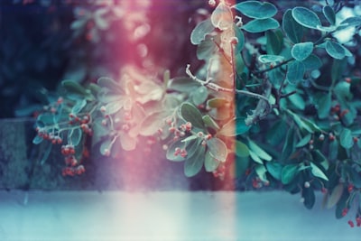 mistletoe zoom background