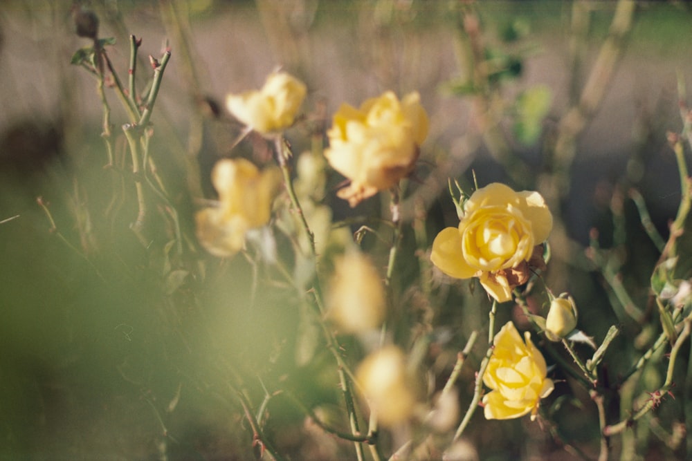 yellow-petaled flowers