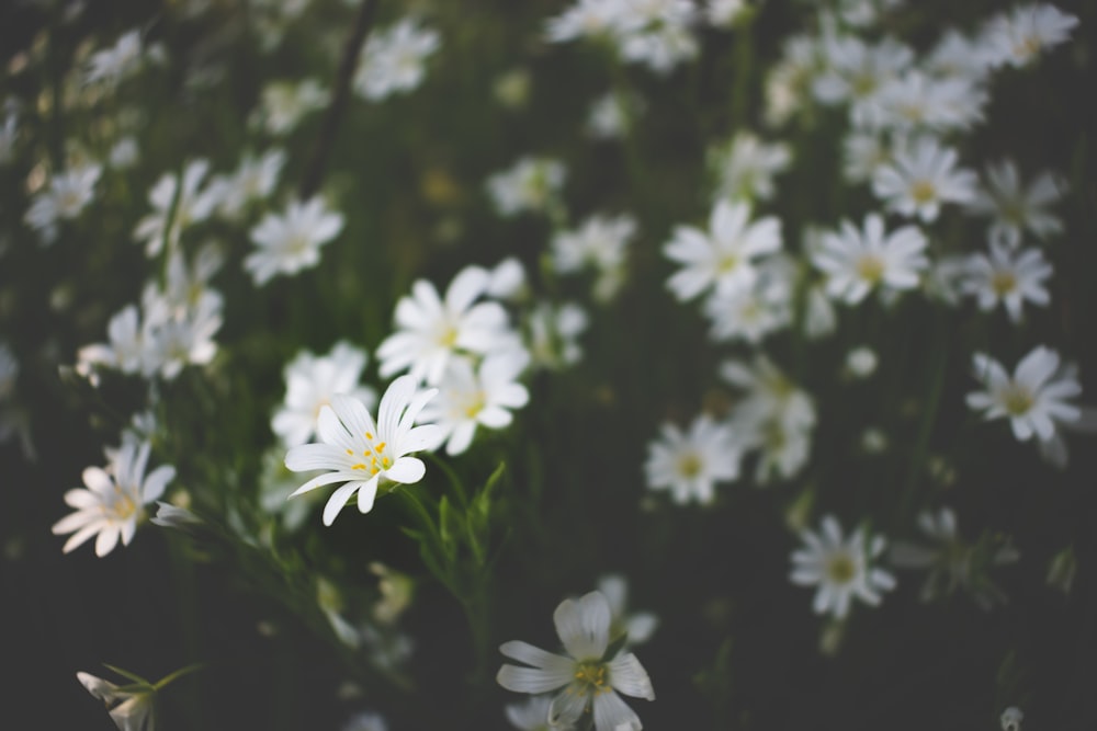 white-petaled flower in selective-focus photography