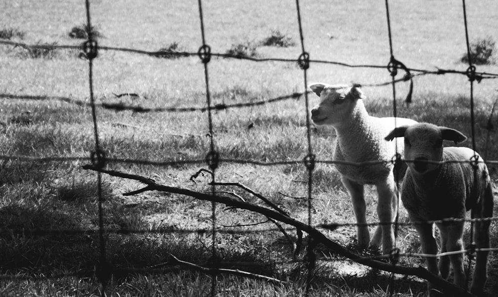 two white animals inside wire fence
