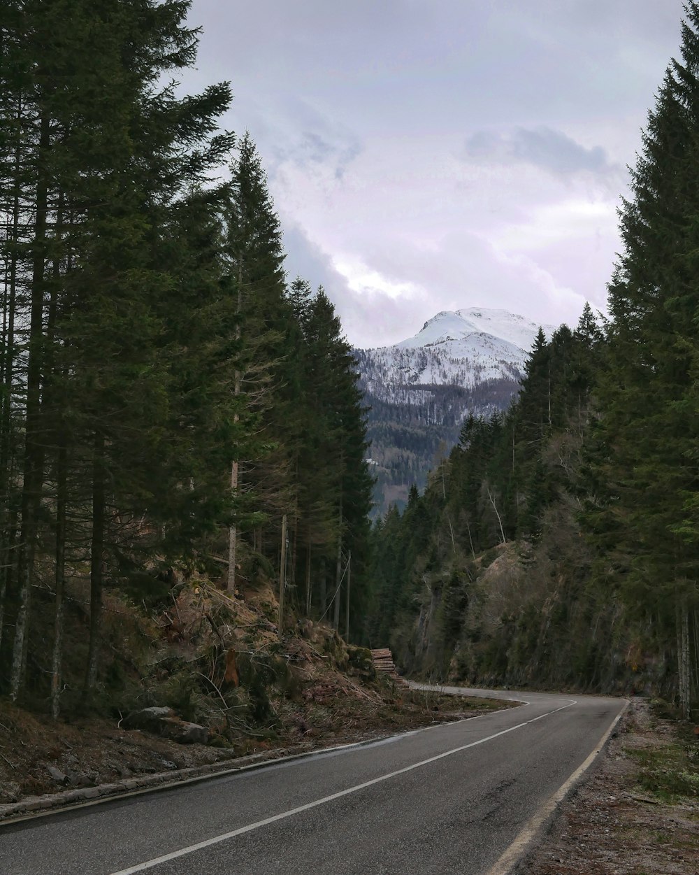 concrete road between tall trees