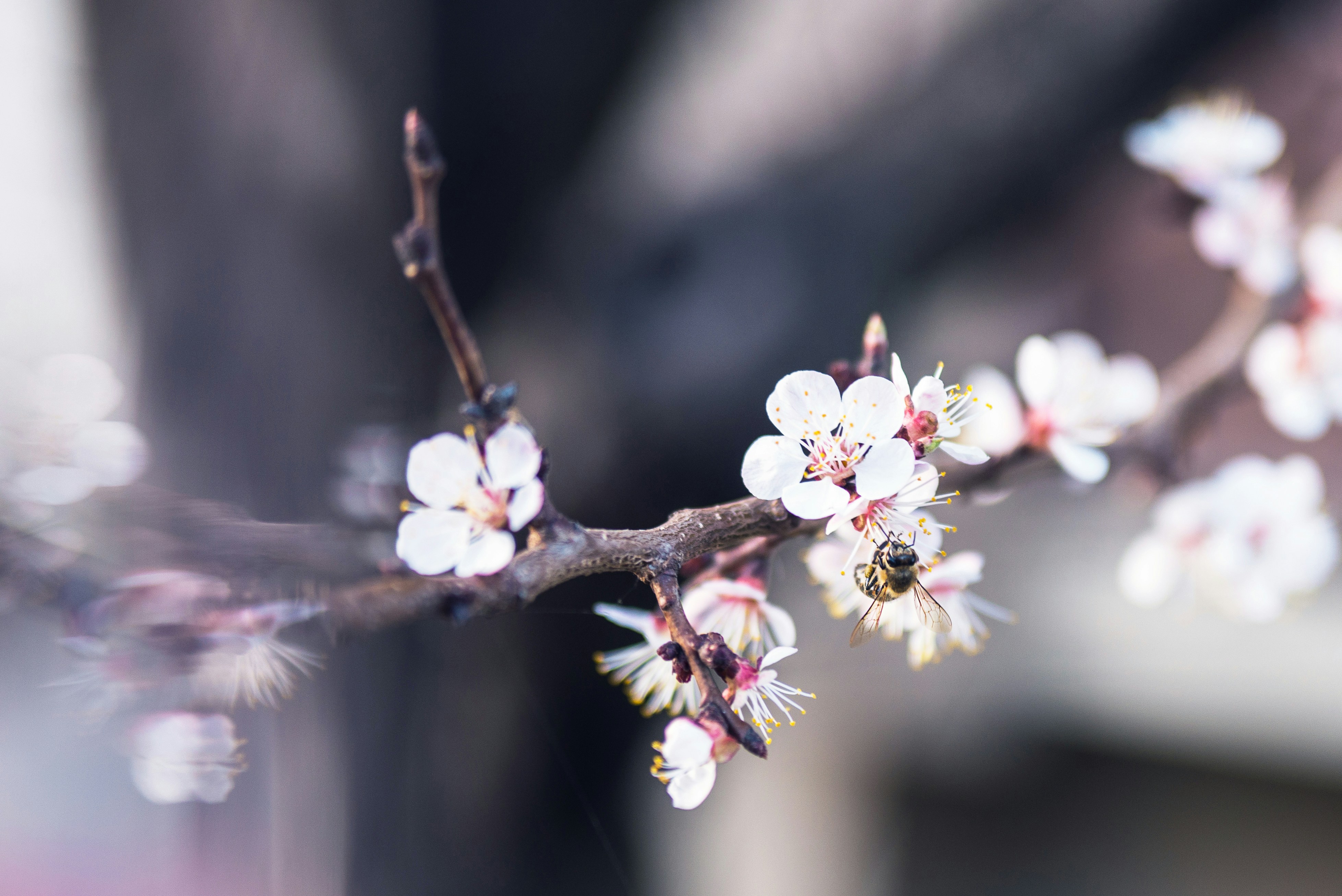 Photo by a_dzhingarov