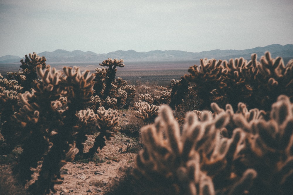 cactus plant