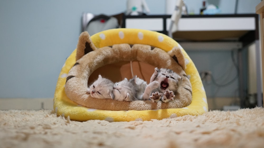 three kittens in yellow cat bed