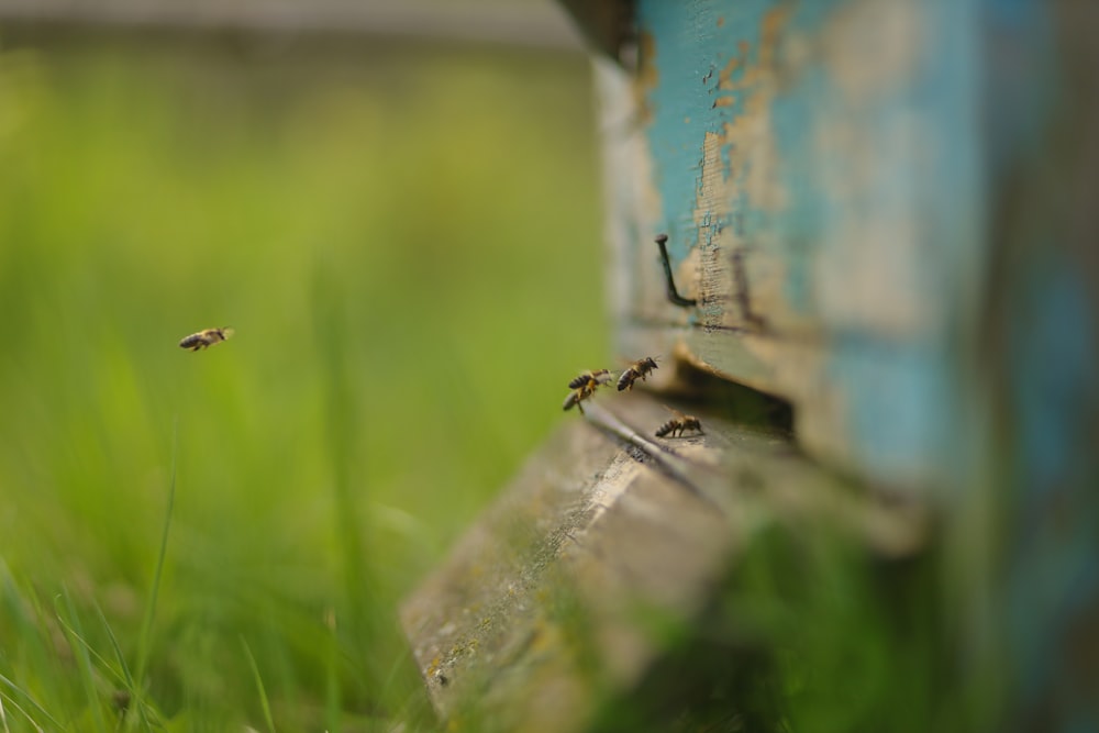 a group of bees flying around in the grass