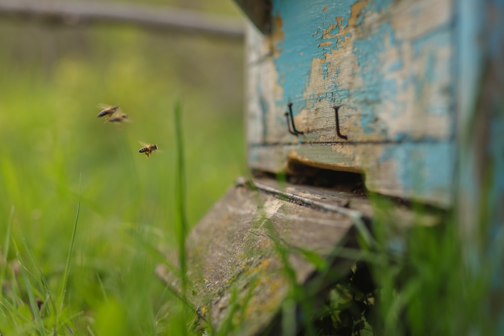 꿀벌의 선택적 초점 사진