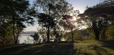 Sunlight filtering through the trees onto a peaceful lakeside picnic spot.