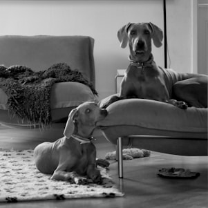 A cozy living room with happy dogs playing and resting comfortably, reflecting a warm home environment.