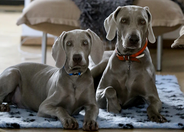 Two Weimaraner dogs are lying on a patterned rug indoors. Both have sleek, gray coats and are wearing collars. Their expressions are calm and attentive as they look towards the viewer. The background includes furniture, suggesting a cozy home environment.