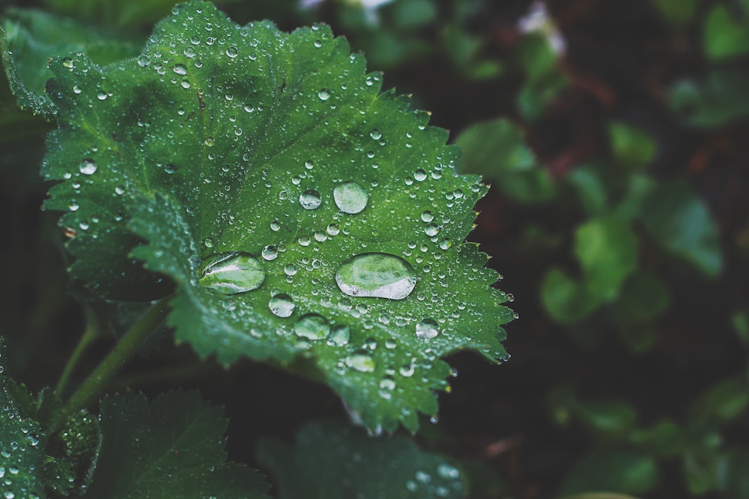 dew drops on green plant leaf