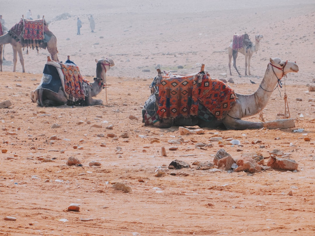 camels on desert during daytime