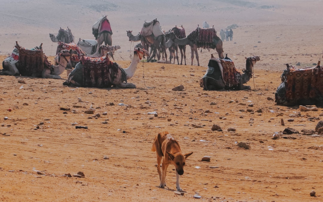 camels on desert