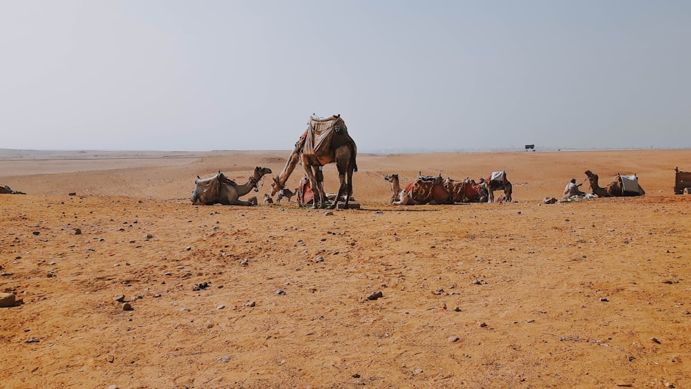 Fotografia de paisagem de homens e camelos no deserto