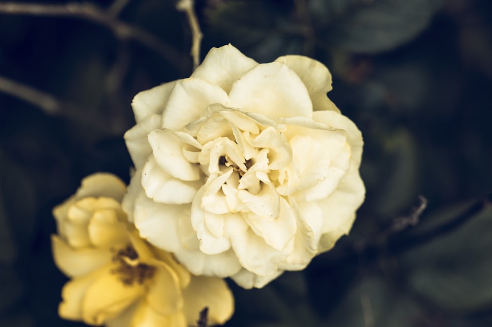 fleurs à pétales blancs et jaunes en photographie en gros plan