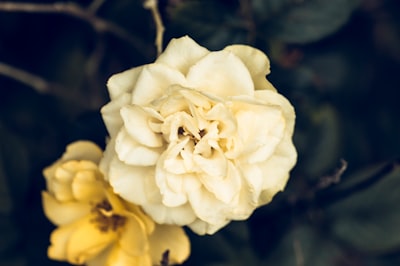 white and yellow petaled flowers in close-up photography suriname zoom background