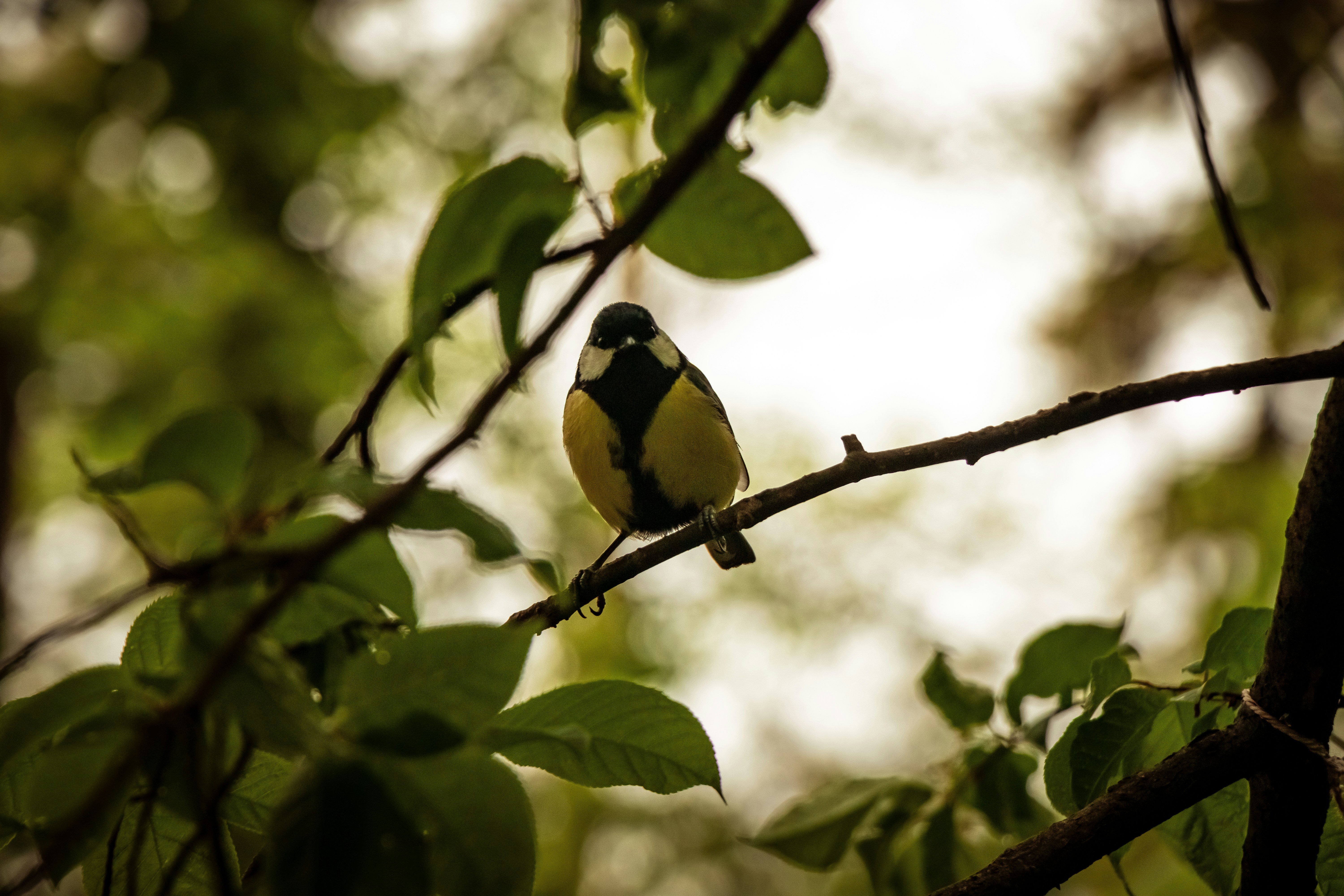 Photo by floriankrumm