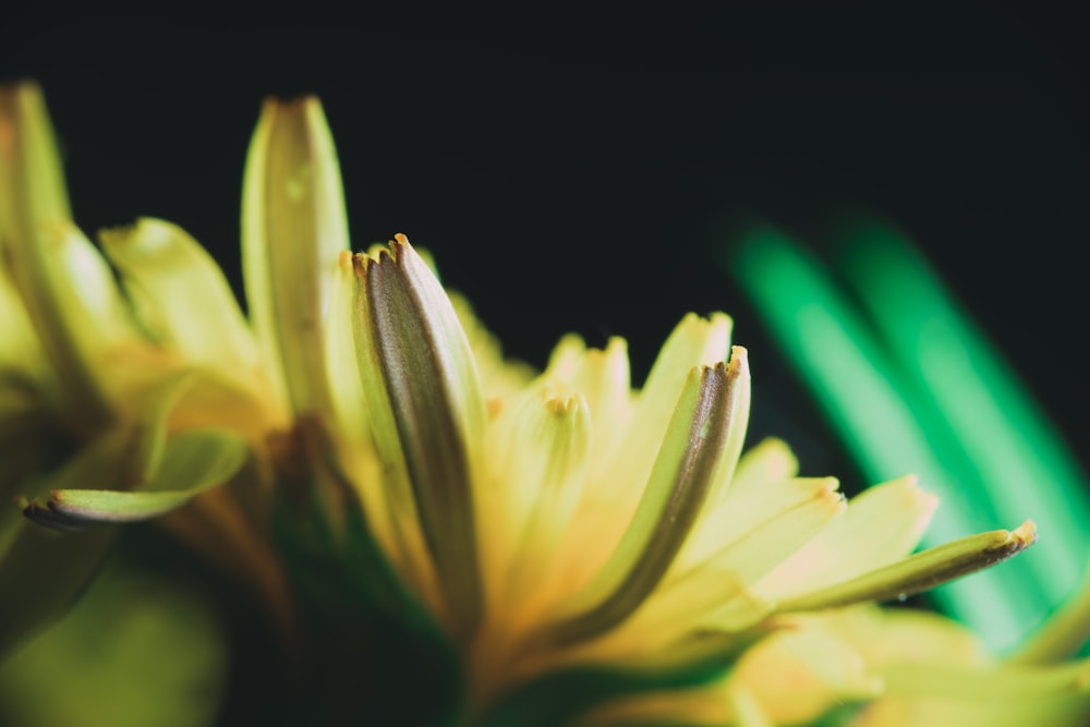 yellow petaled flower