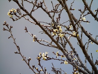 Close-up of a Bradford pear tree with wilted leaves and a faint bloom in early spring.
