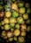 A collection of vibrant green and yellow guavas with visible brown patches, surrounded by a few leaves. The fruits vary in size and are closely packed together, creating a textured and organic look.