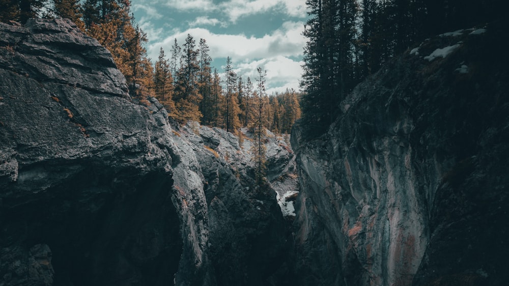 mountain covered with trees