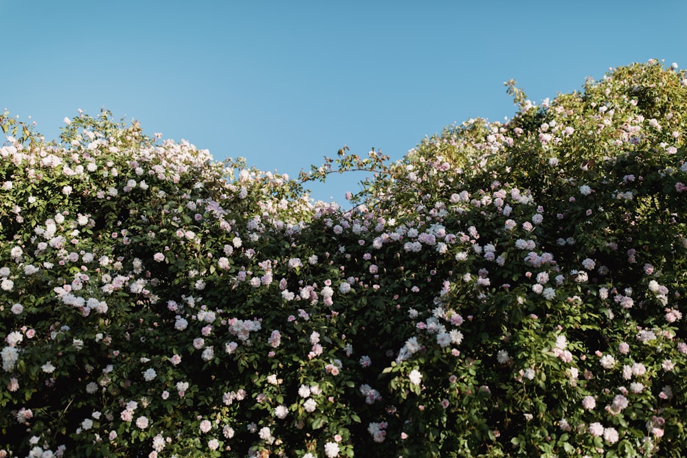 white petaled flower tree